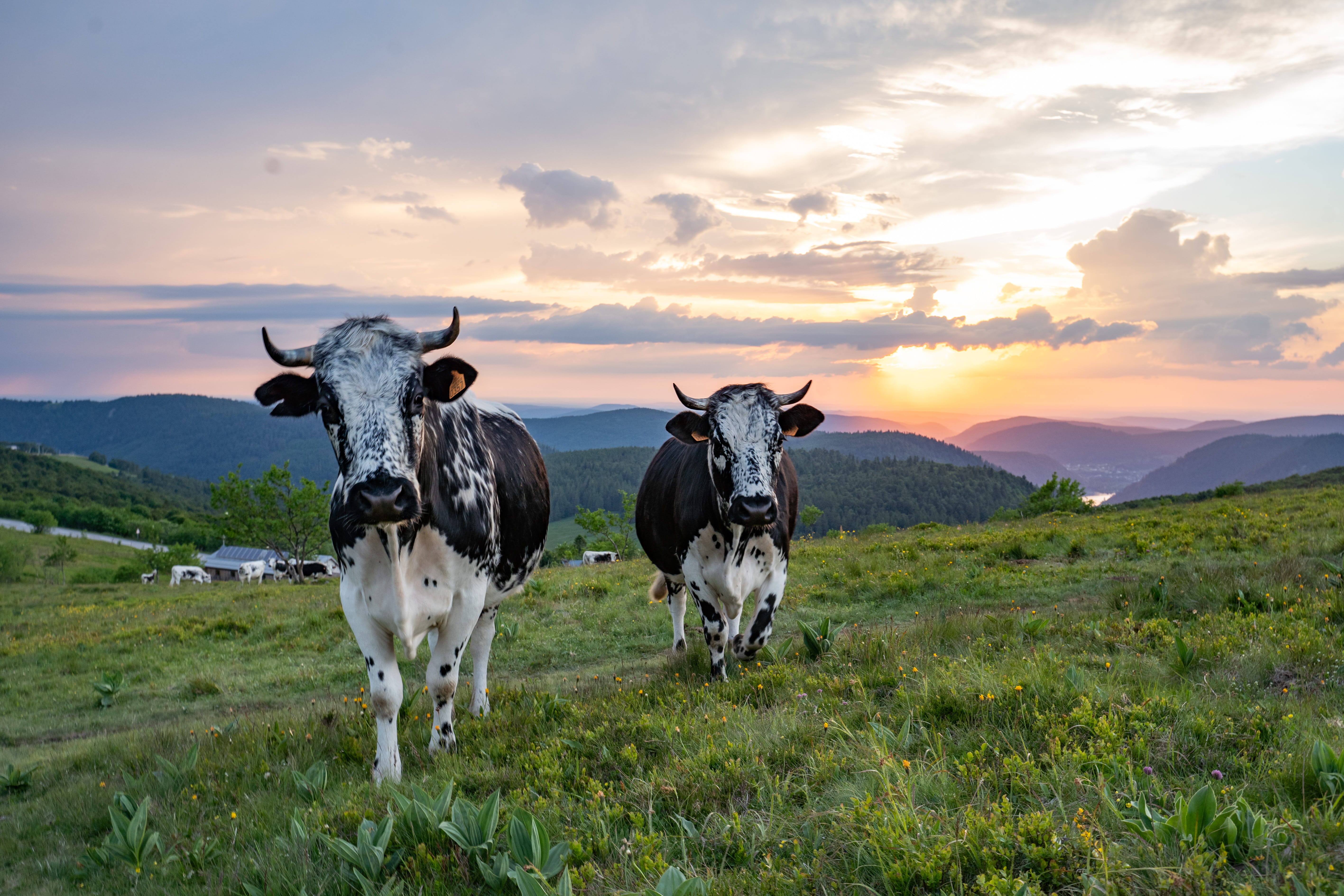 Vaches Hohneck © QG OTVM Vaches sur les hauteurs du Hohneck au coucher de soleil