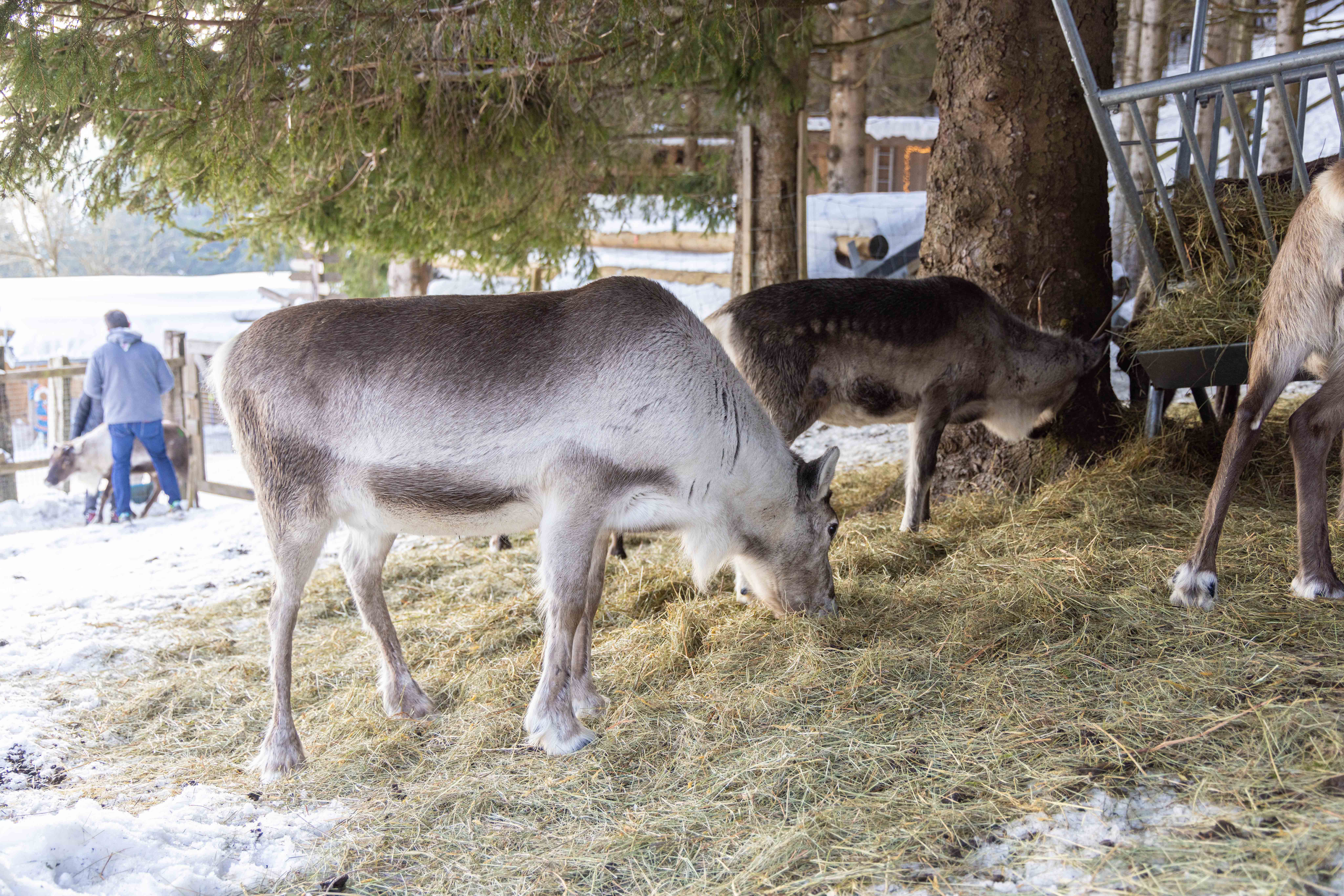 Renne qui mange de la paille à la Ferme aux Rennes à Stosswihr