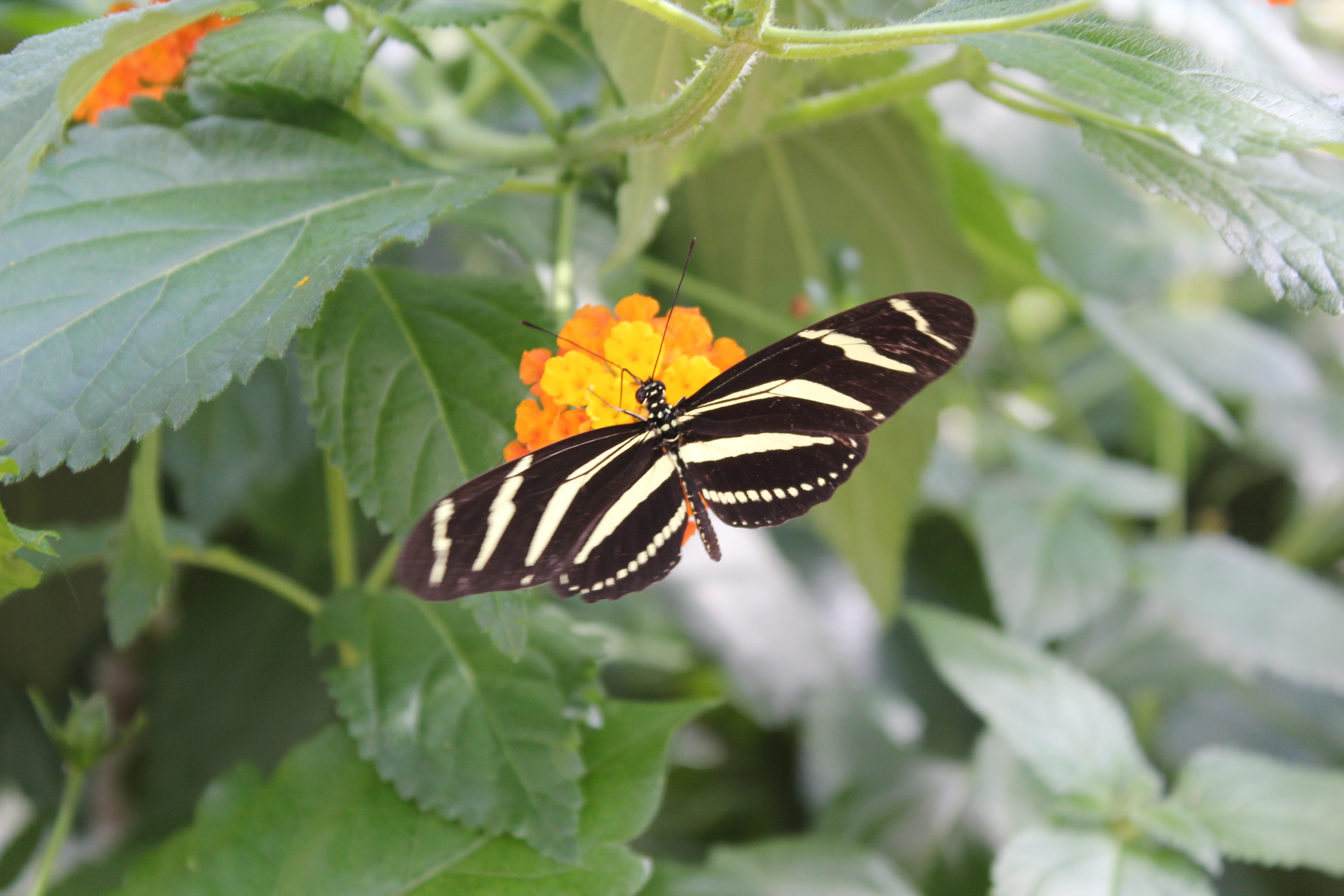Papillon exotique à rayures posé sur une fleur